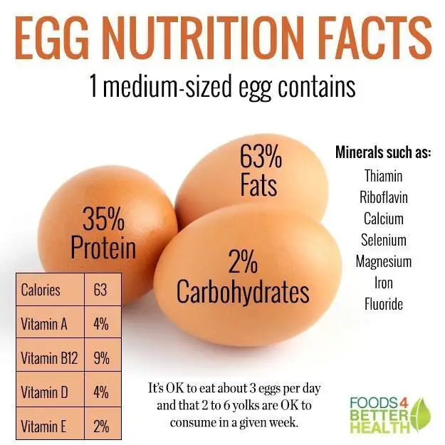 How Much Protein is in an Egg?