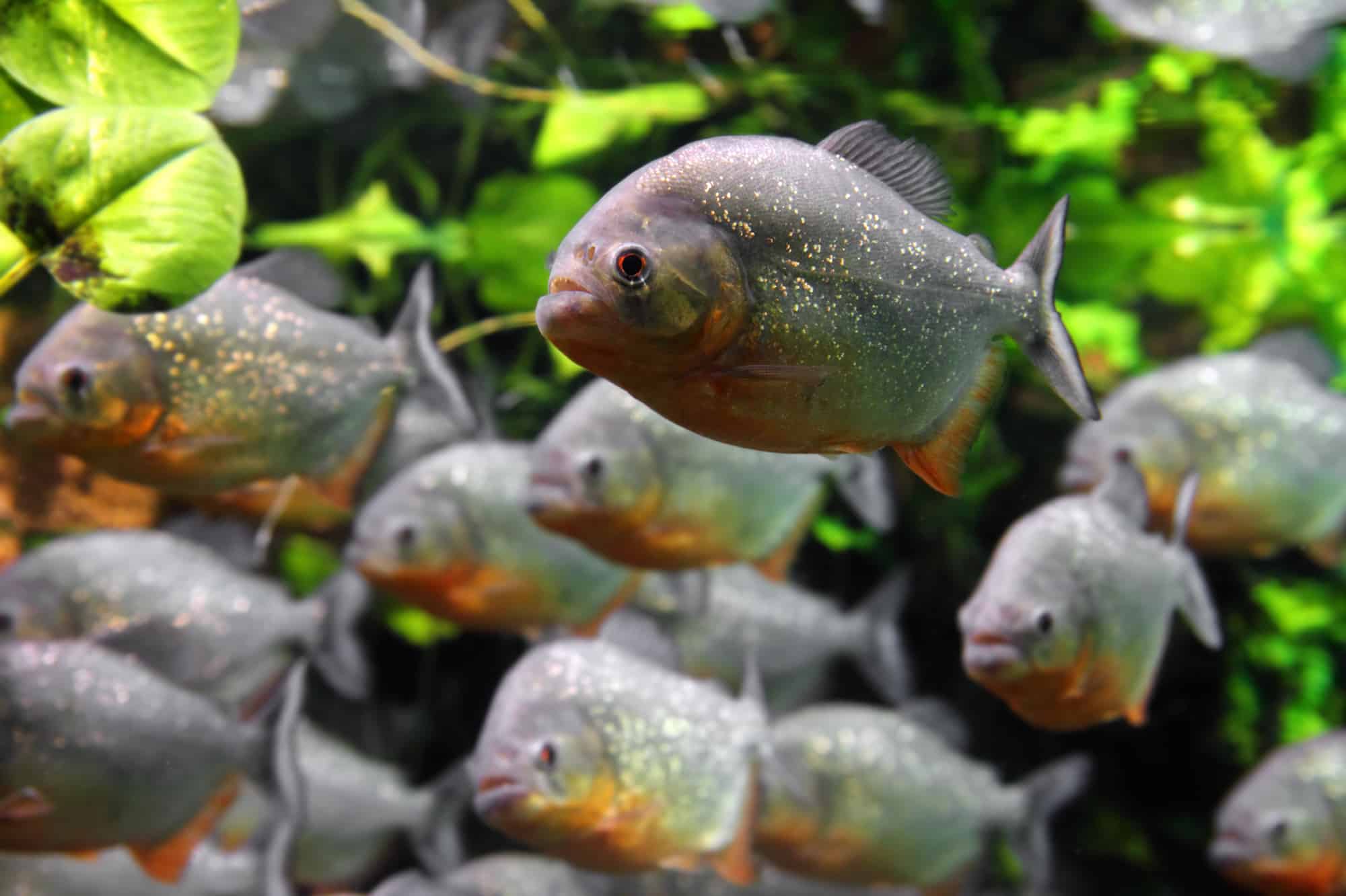 How Much Does it Cost to Buy a Piranha?