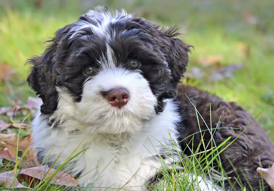How Much Does a Portuguese Water Dog Cost?