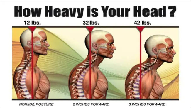 How Much Does A Human Head Weigh?