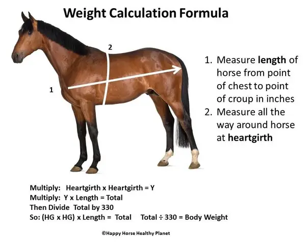 How Much Does A Horse Weigh?