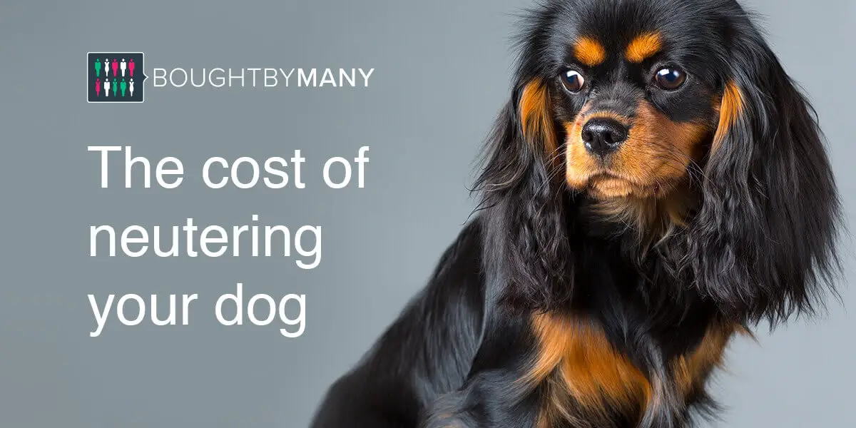 How Much Does It Cost to Neuter A Dog?